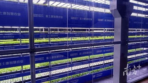 這屆年輕人，在種一種很新的“數字地”——走馬觀粵看新農人如何玩轉智慧農業