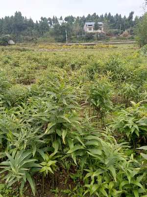 江蘇省淮安市征地賠償與白芨種植藥材價(jià)值分析