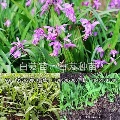 白芨種苗價(jià)格,紫花三叉白芨苗種植技術(shù),白芨苗畝產(chǎn)量