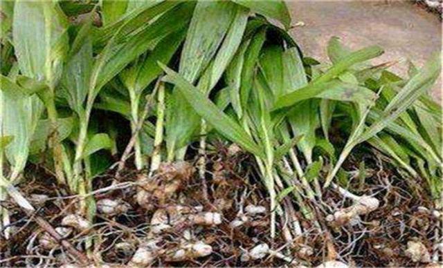 白芨種植技術(shù)要點(diǎn)