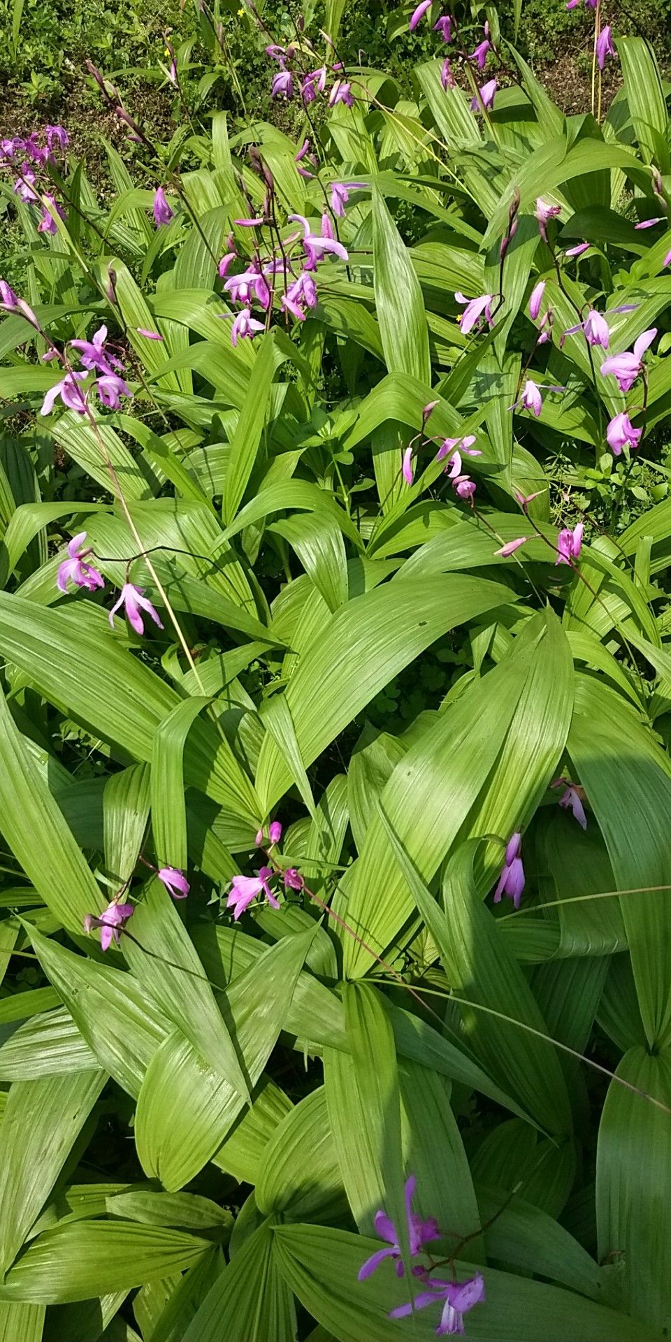 白芨與重樓種植全攻略 從種苗選擇到產(chǎn)品展示