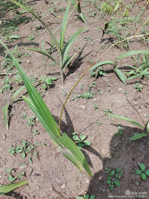 白芨種植開(kāi)啟致富之門(mén) 從選種到收獲的完整指南